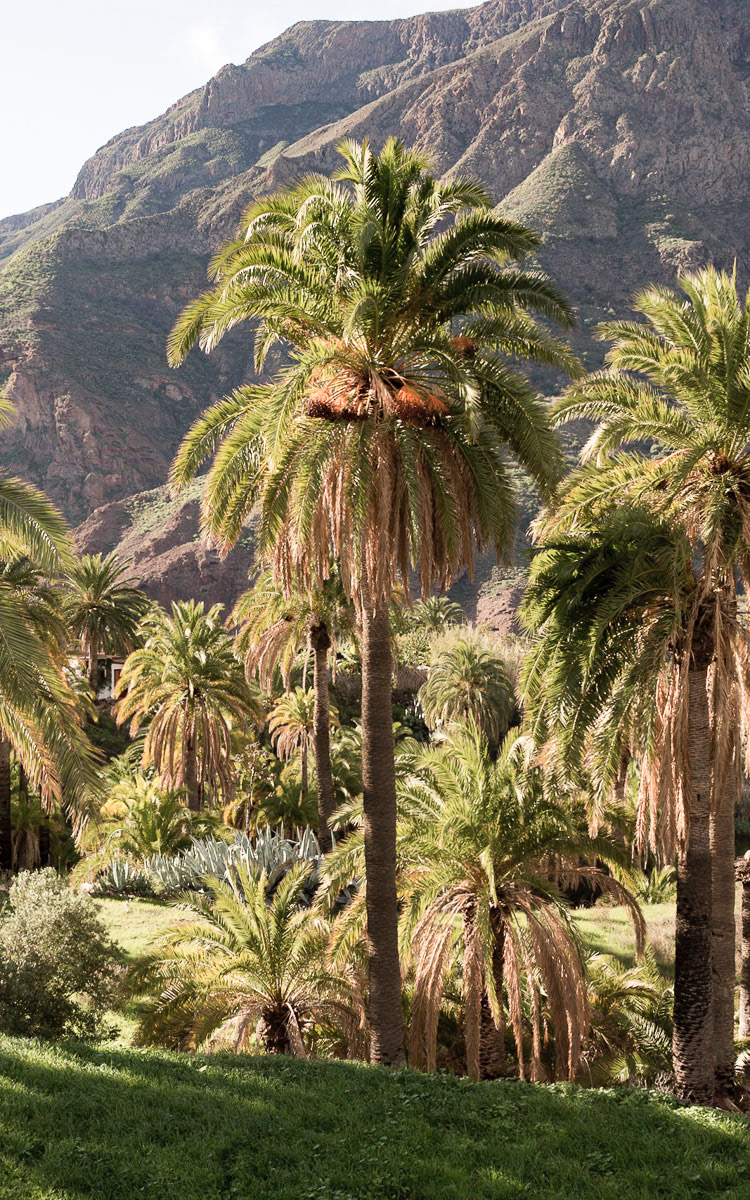 Palmera canaria con támaras en un barranco del sur de Gran Canaria.
