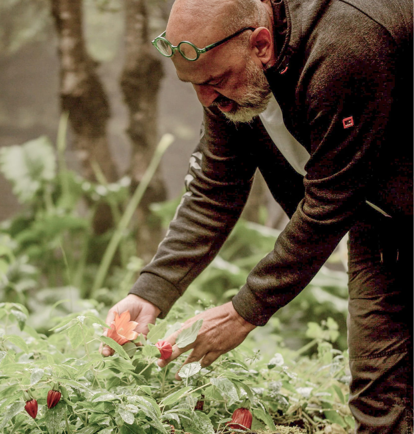 Marcos Tavío recolectando plantas.