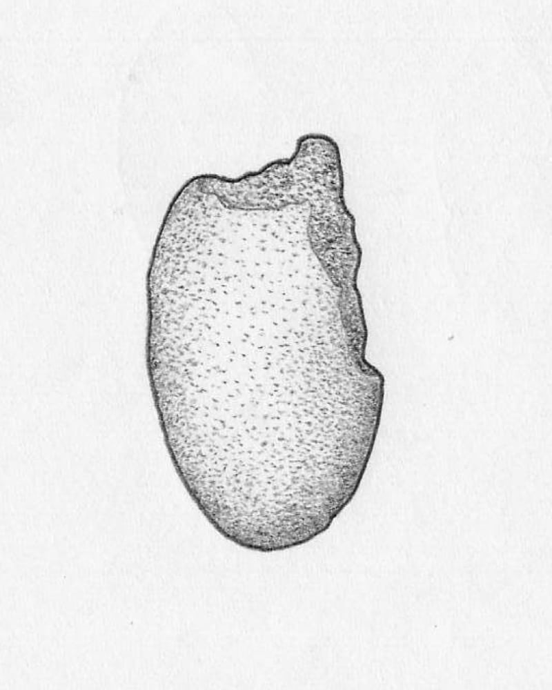 Ilustración de una támara.